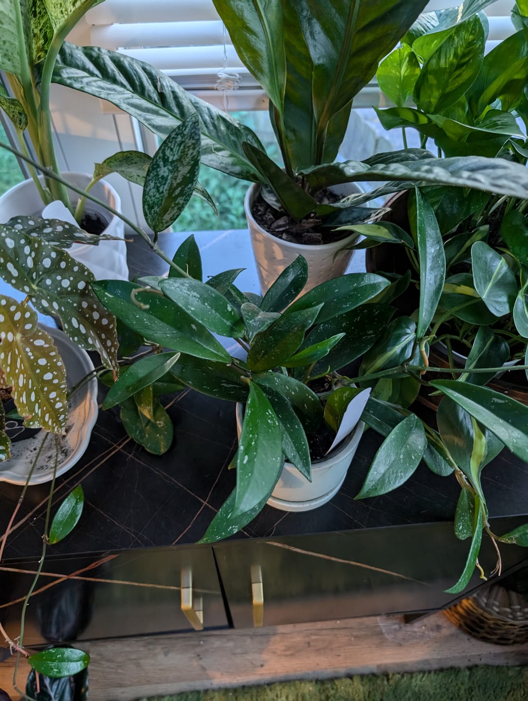 Customer photo review of Hoya pubicalyx x carnosa