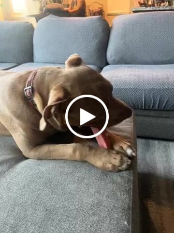 Customer video review of STRAWBERRY YAK CHEWS