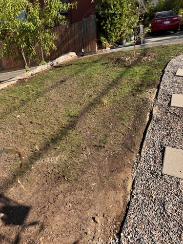 Customer photo review of GCI Turf Type Tall fescue Grass Seed