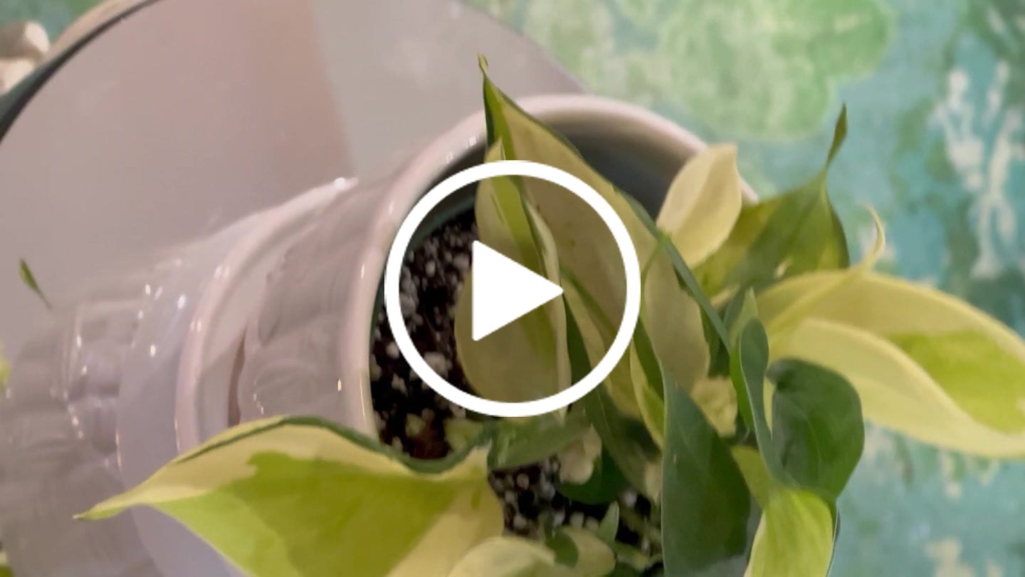 Customer video review of Philodendron hederaceum 'Gabby'