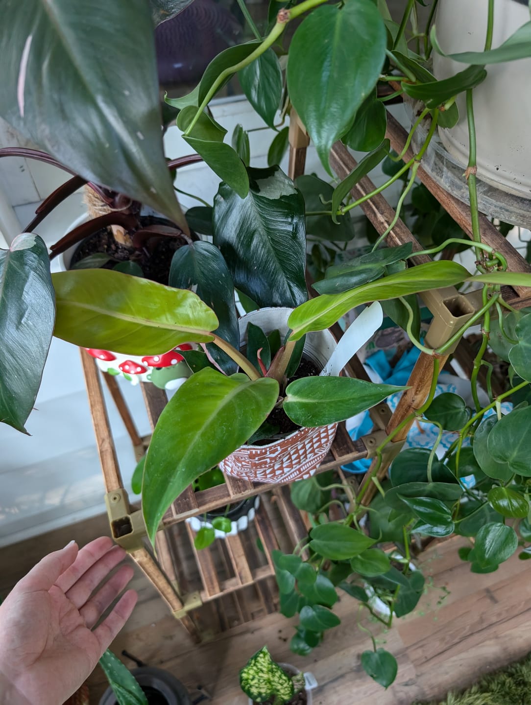 Customer photo review of Philodendron 'Sun Red'