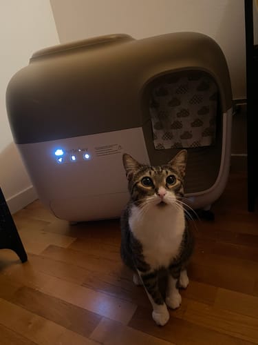 Customer photo review of Self-Cleaning Litter Box