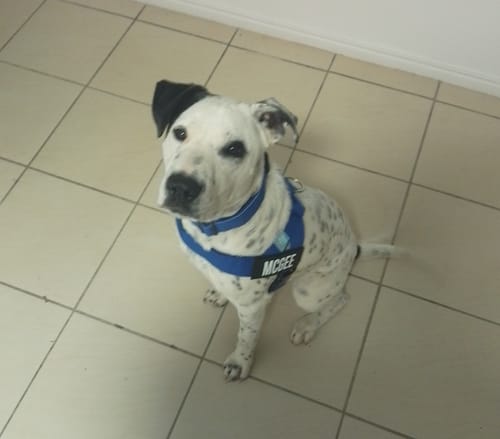 Customer photo review of Walk Essentials