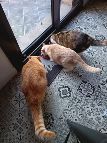 Avis photo d'un client sur Croquettes Chat Stérilisé Sans Céréales - Poulet