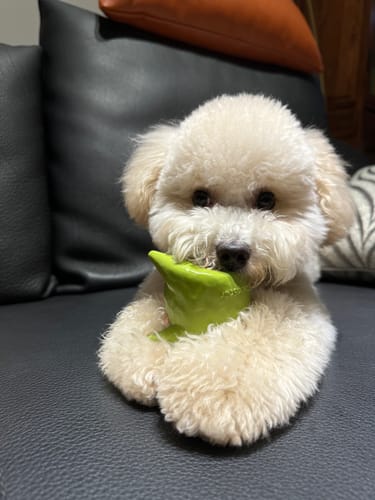 Customer photo review of Q-MONSTER 泥塑家族 發聲玩具