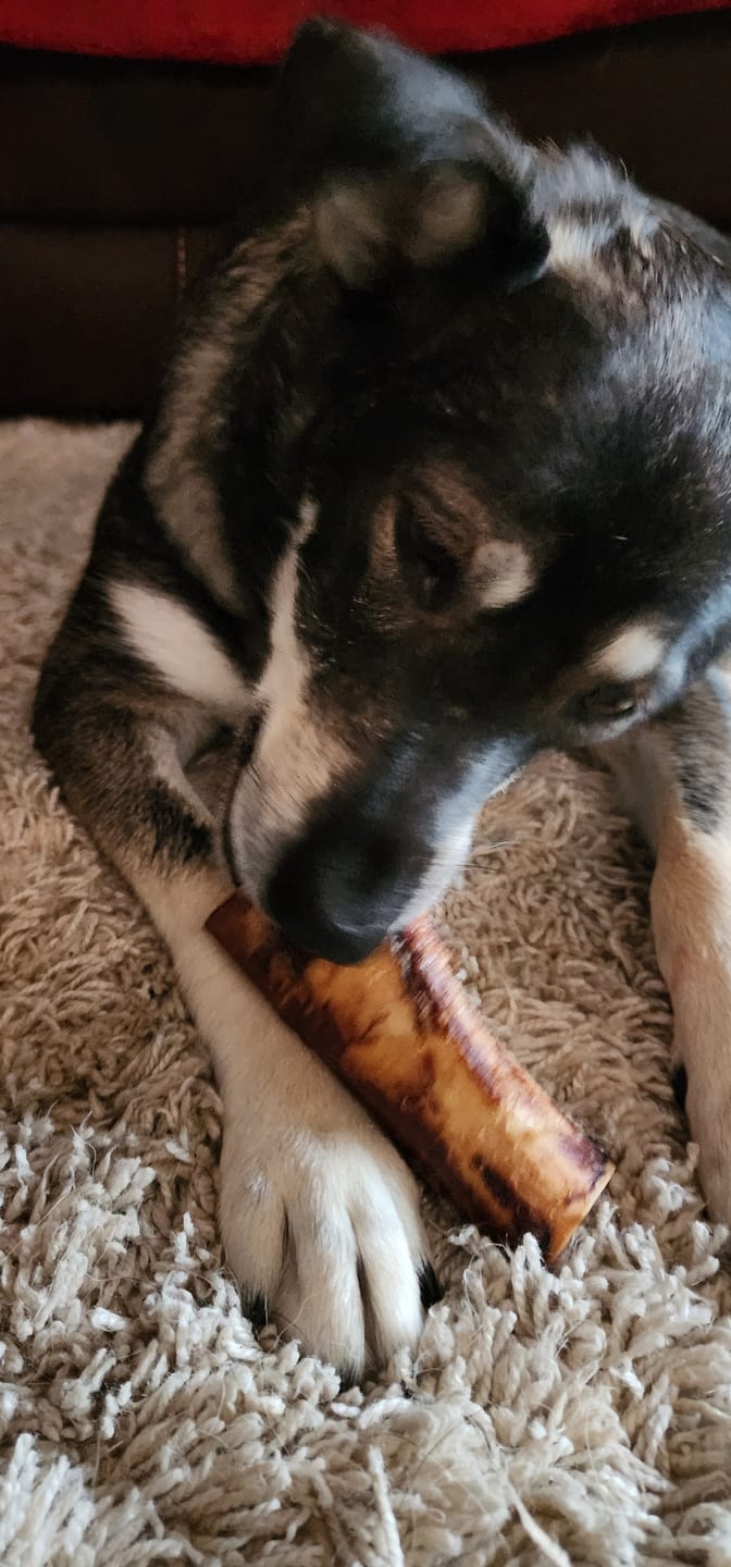 Customer photo review of 5-6 Inch Marrow Bone