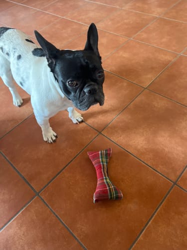 Customer photo review of Gioco Osso