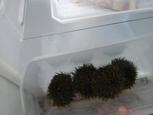 Customer photo review of 1KG Kina Fresh in shell (NZ Caught)
