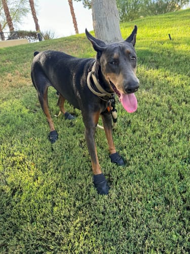Customer photo review of Leather Dog Booties - Doccasins - 1 pair