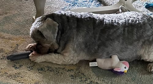 Customer photo review of BLUEBERRY YAK CHEWS