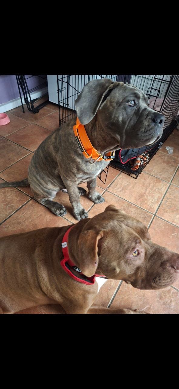 Customer photo review of 4cm Combat® Collar | With Handle & Rated Clip - Orange v2.0