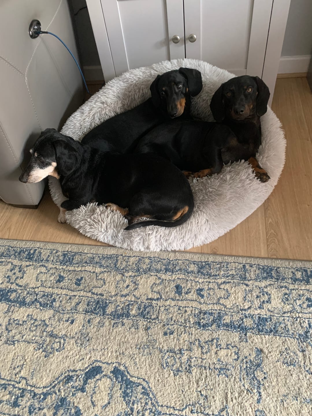 Customer photo review of Calm & Relaxed Training Treats
