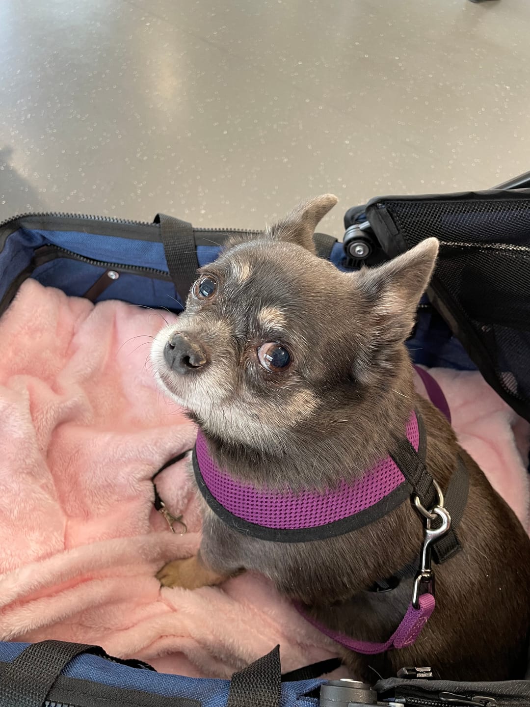Customer photo review of PaWz Large Dog Stroller Cruiser