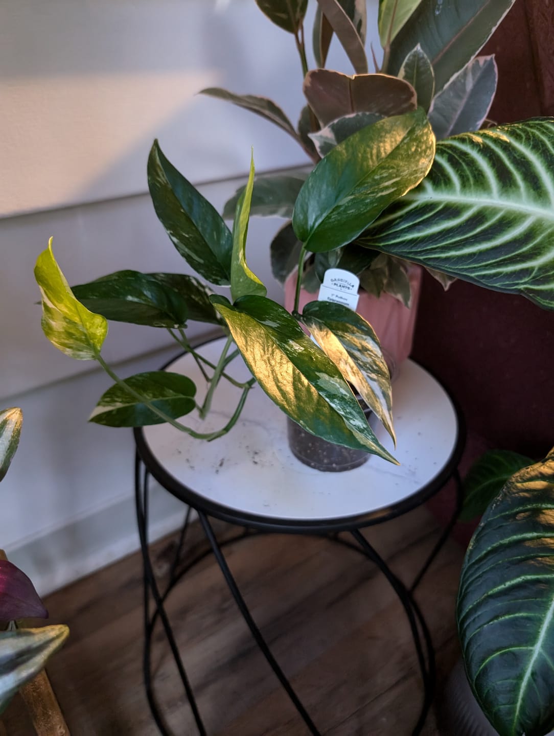 Customer photo review of Pothos Epipremnum pinnatum albo variegata