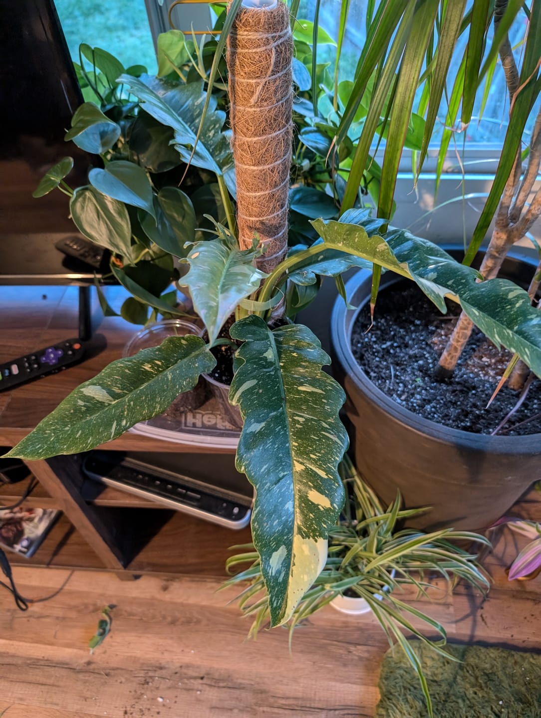 Customer photo review of Philodendron ‘Ring of Fire’