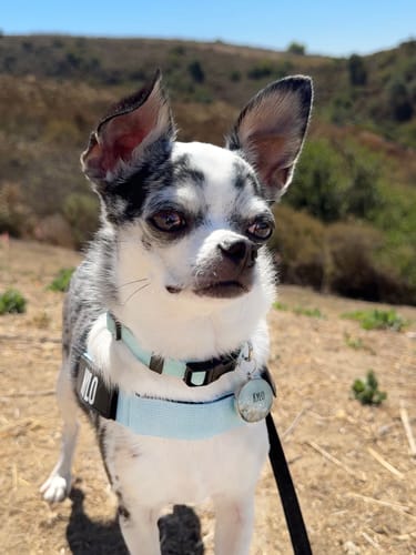 Customer photo review of Dog Harness