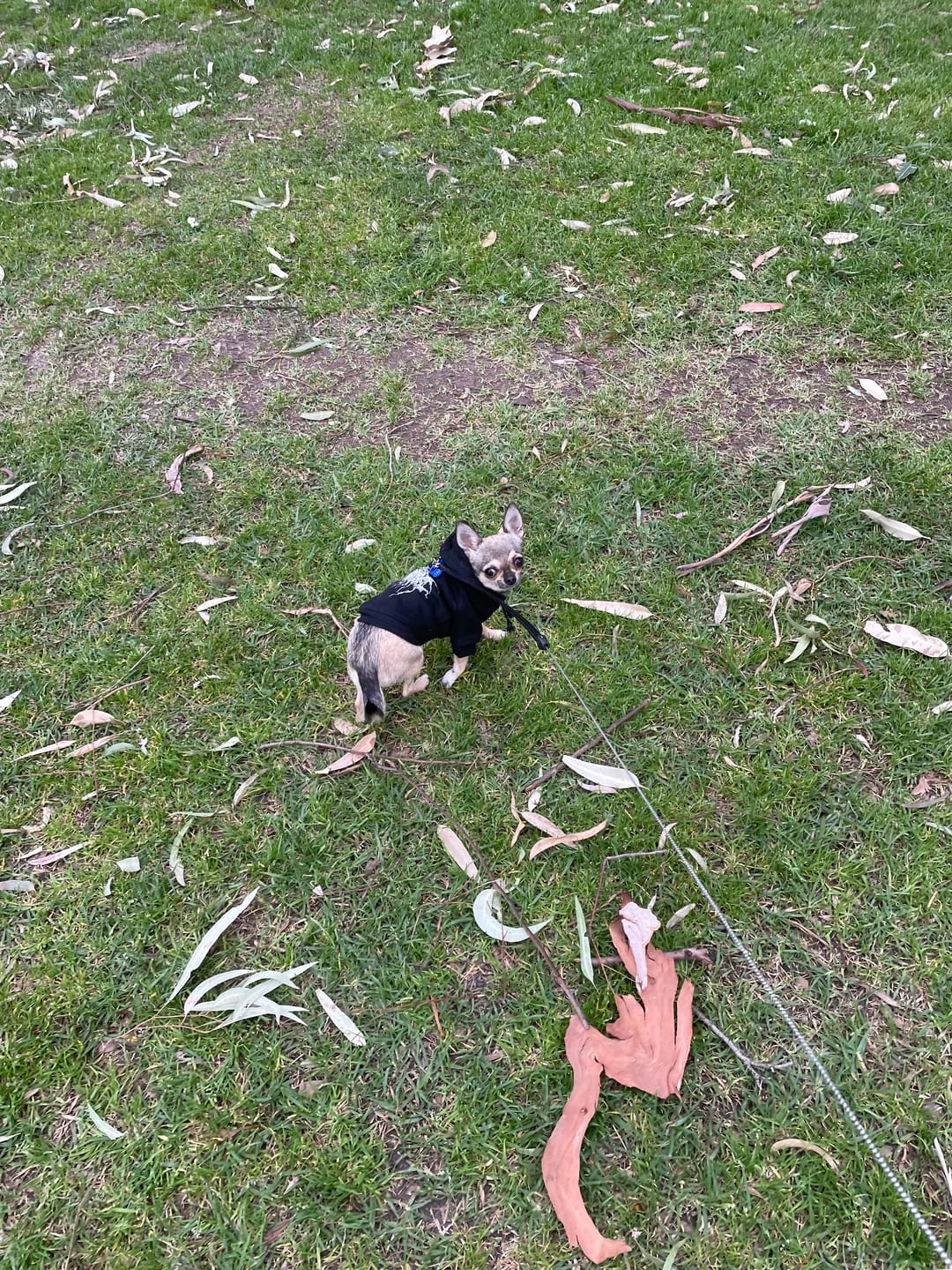 Customer photo review of Sherpa Denim dog vest + Dog Band Hoodie Set