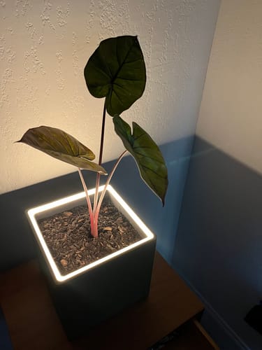 Customer photo review of Square Floor Blüme Light Planter