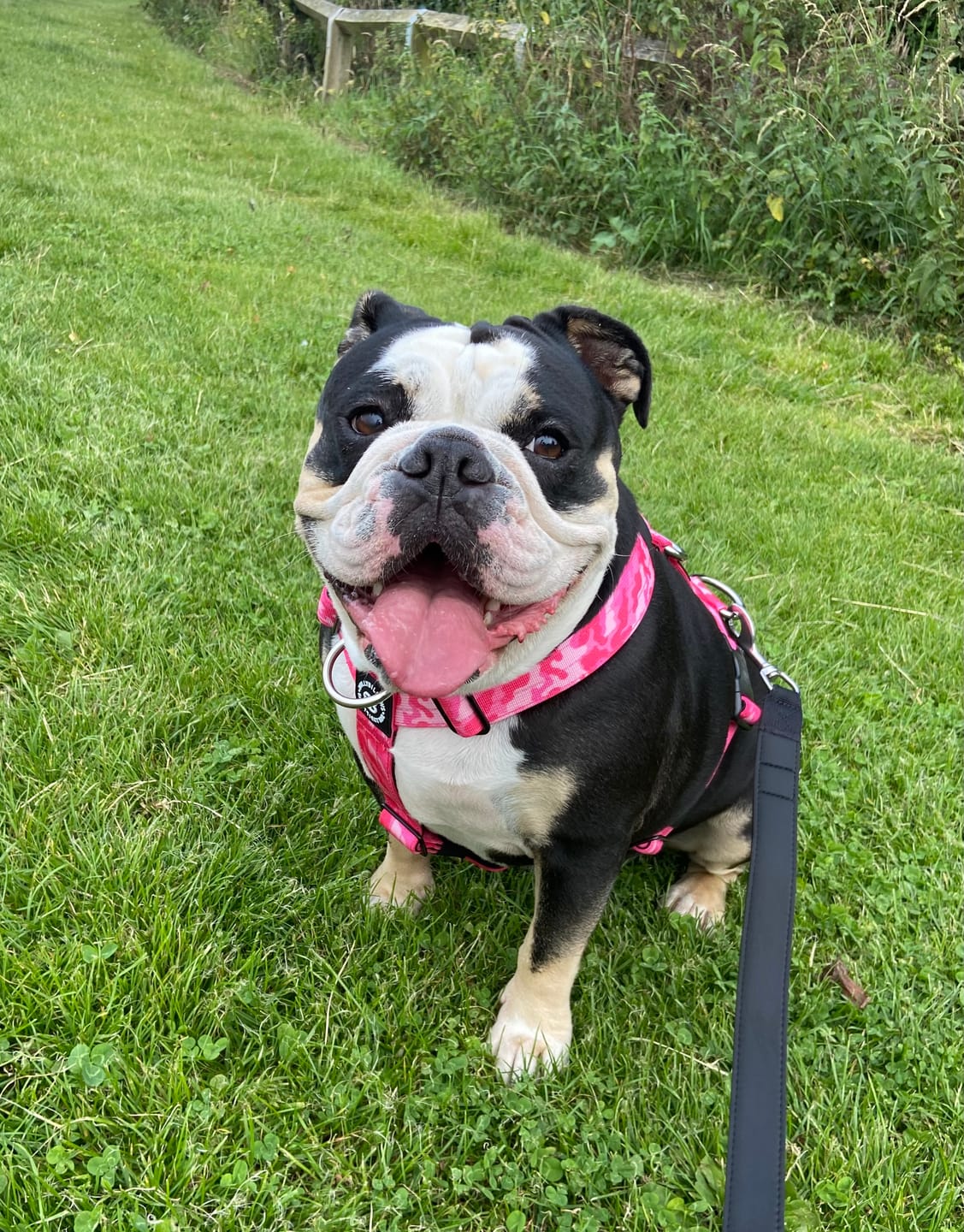 Customer photo review of TRI-Harness® | Anti-Pull, Adjustable & Durable - Dog Trainers Choice -  CAMO Bubblegum v2.0