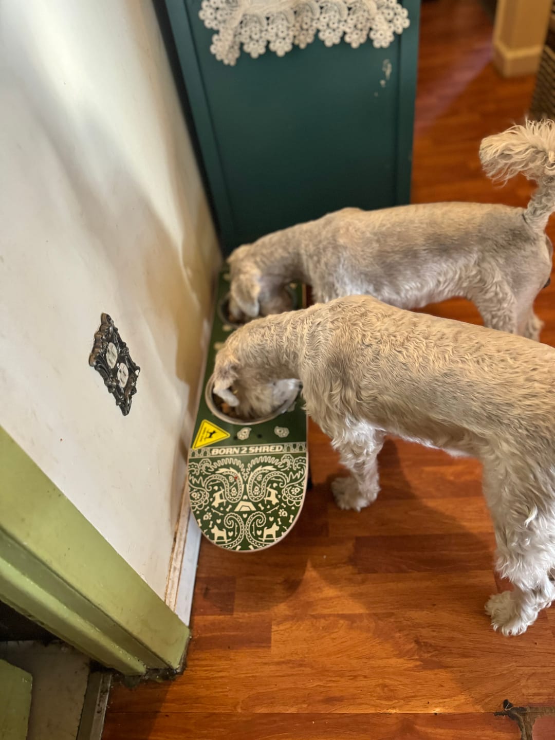 Customer photo review of Pawsley Green Skateboard Dog Bowl