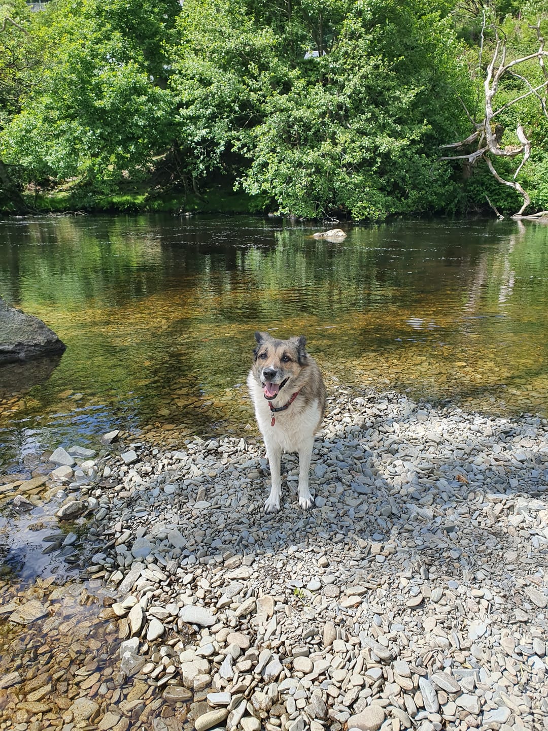 Customer photo review of Norwegian Salmon Oil For Dogs & Cats