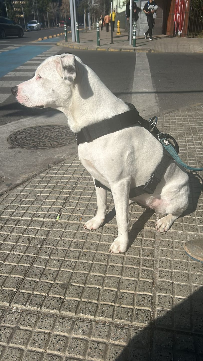 Customer photo review of Arnés Strap para Perros- Street Dogs - Black
