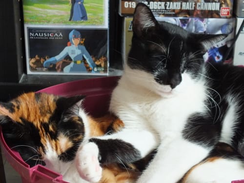 Customer photo review of Échantillon de croquettes riches en poisson (chat stérilisé)