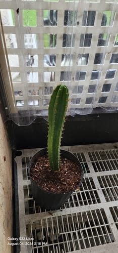 Customer photo review of San Pedro Cactus | Echinopsis (Trichocereus) pachanoi