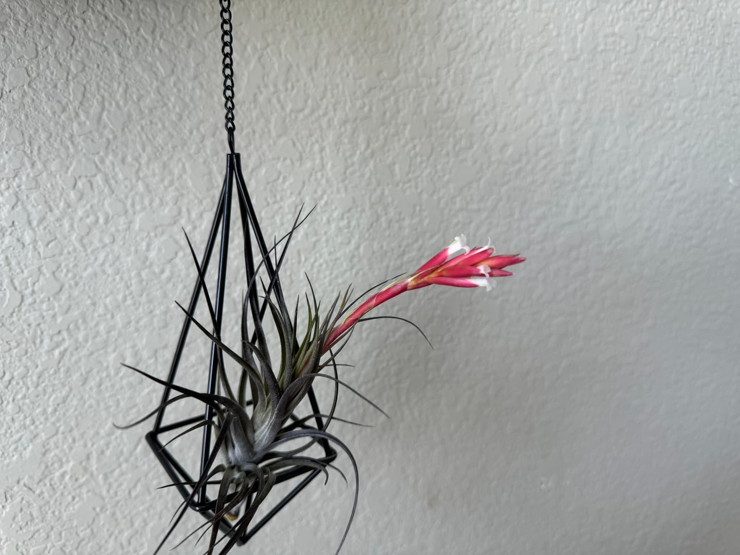 Customer photo review of 3 Air Plants & Fertilizer  Great Starter Mix