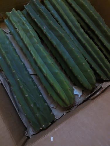 Customer photo review of San Pedro Cactus Cuttings | Echinopsis (Trichocereus) pachanoi Cuttings