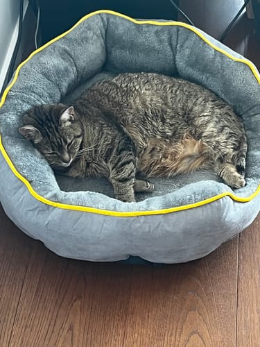 Customer photo review of PaWz Electric Pet Heater Bed Thermal Protection