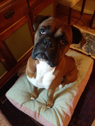 Customer photo review of Treats - Beef Jerky