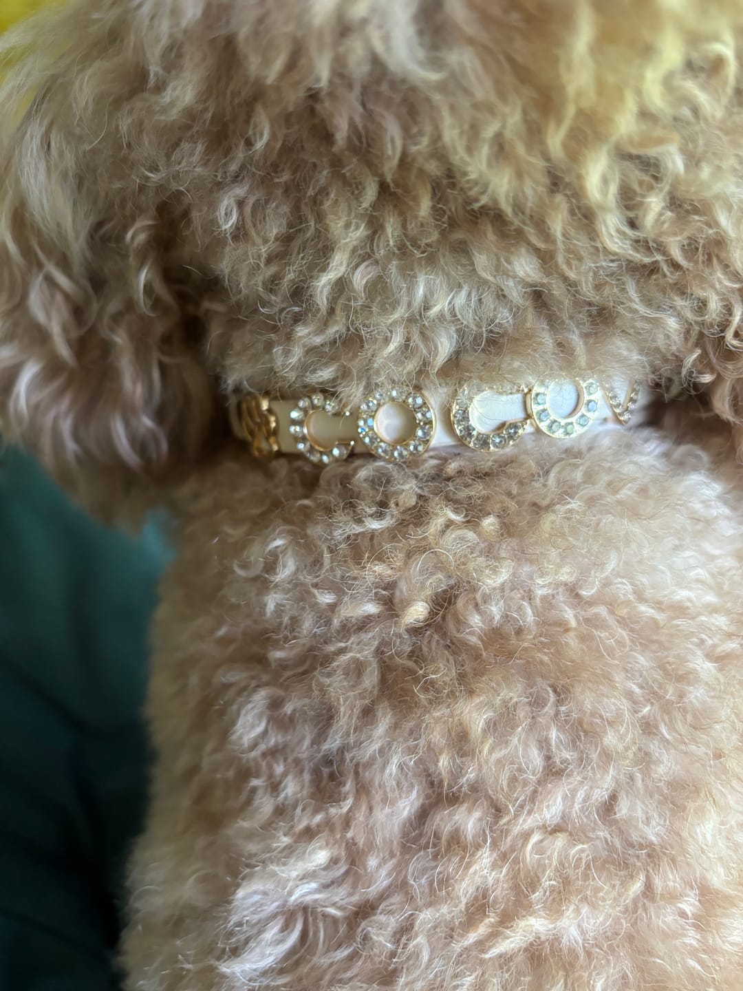 Customer photo review of CUSTOM DOG COLLARS WITH STUDDED JEWELRY