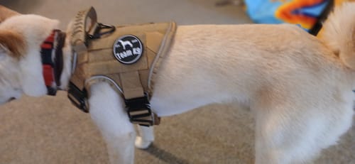 Customer photo review of Classic Heavy-Duty Tactical No-Pull Team K9™ Dog Harness With Front & Back D-Rings, Quick-Release Metal-Buckles, Hook & Loop Panels, & Top Handle