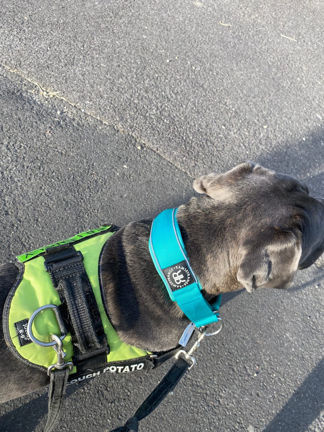Customer photo review of 5cm Slip on Collar | Soft Padded & Reflective - Turquoise v2.0