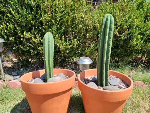 Customer photo review of San Pedro Cactus Cuttings | Echinopsis (Trichocereus) pachanoi Cuttings