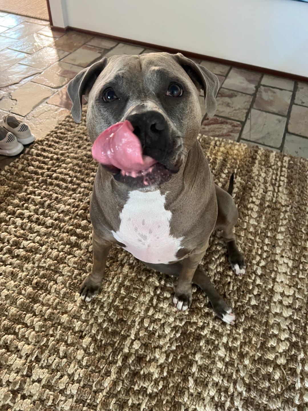 Customer photo review of Primal Raw Green Tripe | Immune & Digestive Health Dogs & Cats