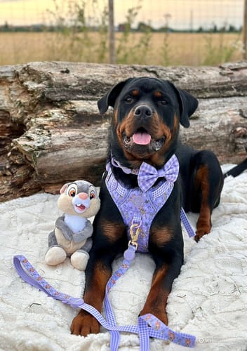 Customer photo review of Disney© Tough Trails™ Harness - Bambi + Friends Lilac