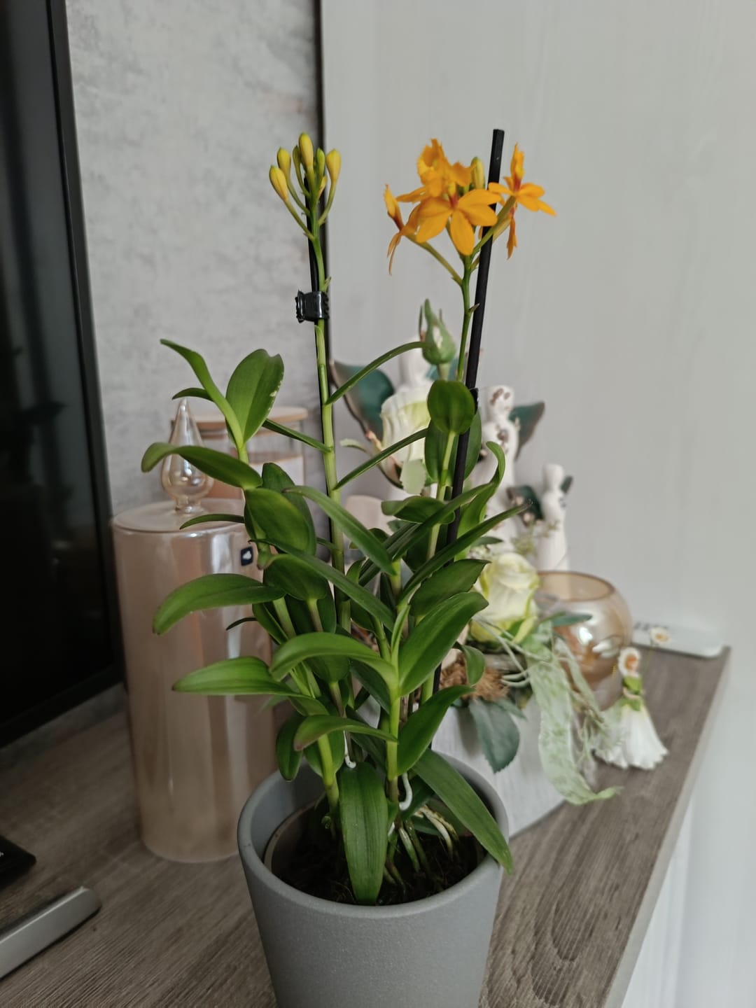 Customer photo review of Epidendrum Nordic Fire Dauerblüher mit orangen Blüten und 2+ Stielen