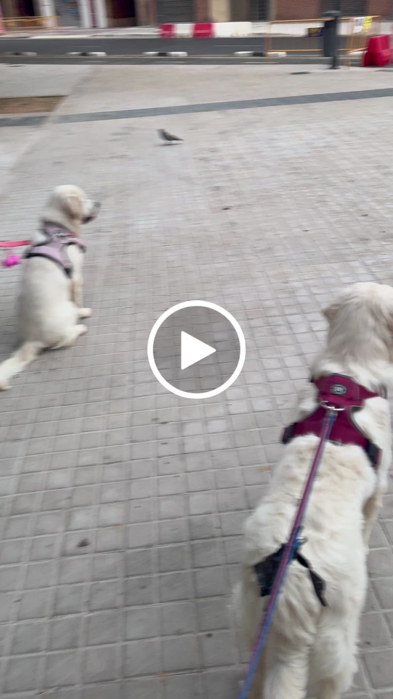 Customer video review of Premium Comfort Herringbone Harness | Non Restrictive & Adjustable - Soft Pink