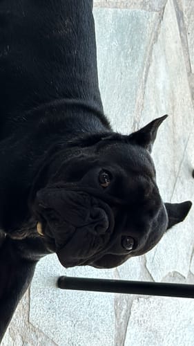 Customer photo review of Μπρελόκ με το Δικό σας Κατοικίδιο