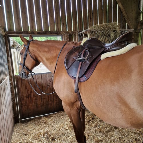 Customer photo review of Rhinegold Luxe Fur Numnah