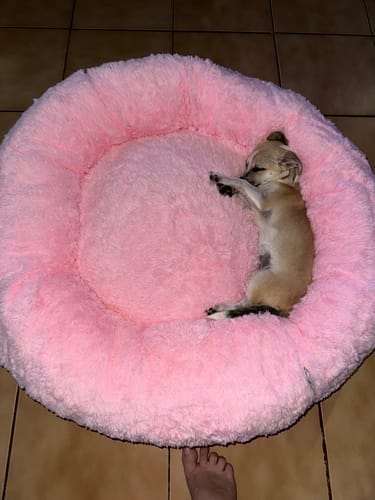 Customer photo review of Cama Antiestrés Para Perros