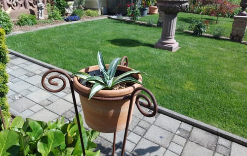 Customer photo review of Agave americana var. medio picta alba / 15-20 cm ∅ (Kopie)