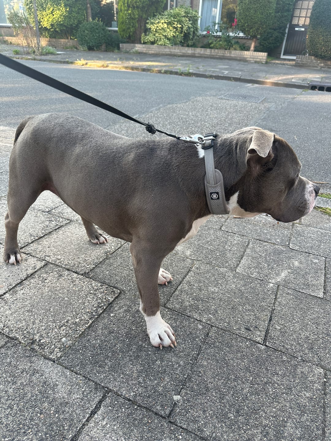 Customer photo review of Active Slip N' Clip Collar - Metal Grey