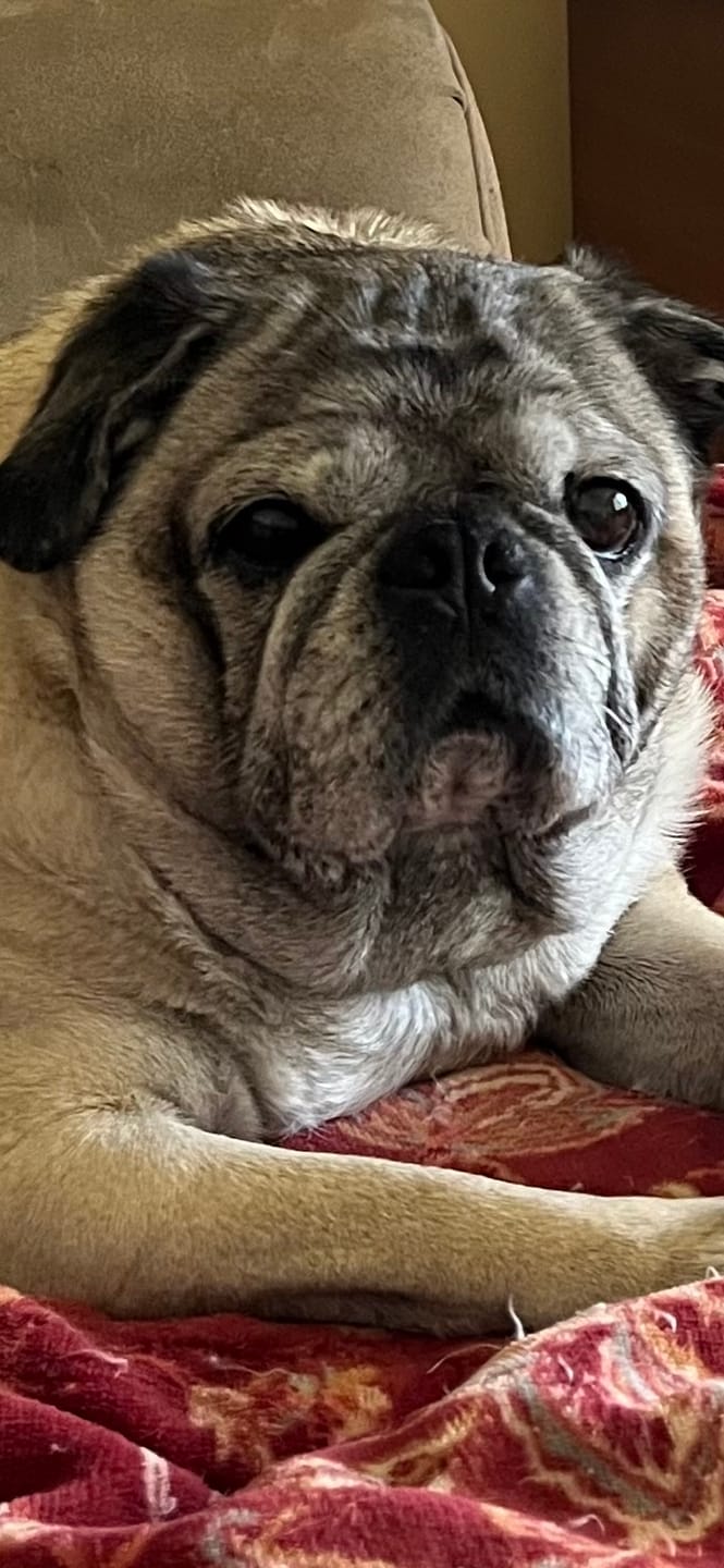 Customer photo review of KING KALM CBD 150mg - Medium Pet Formula 20 to 45lbs