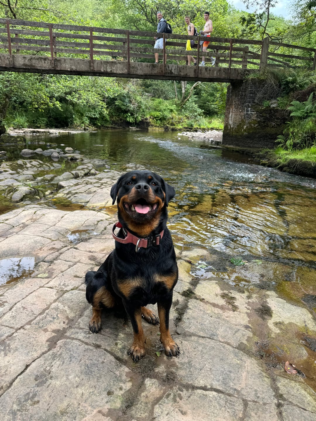 Customer photo review of Performance collar with handle 4CM - Pink