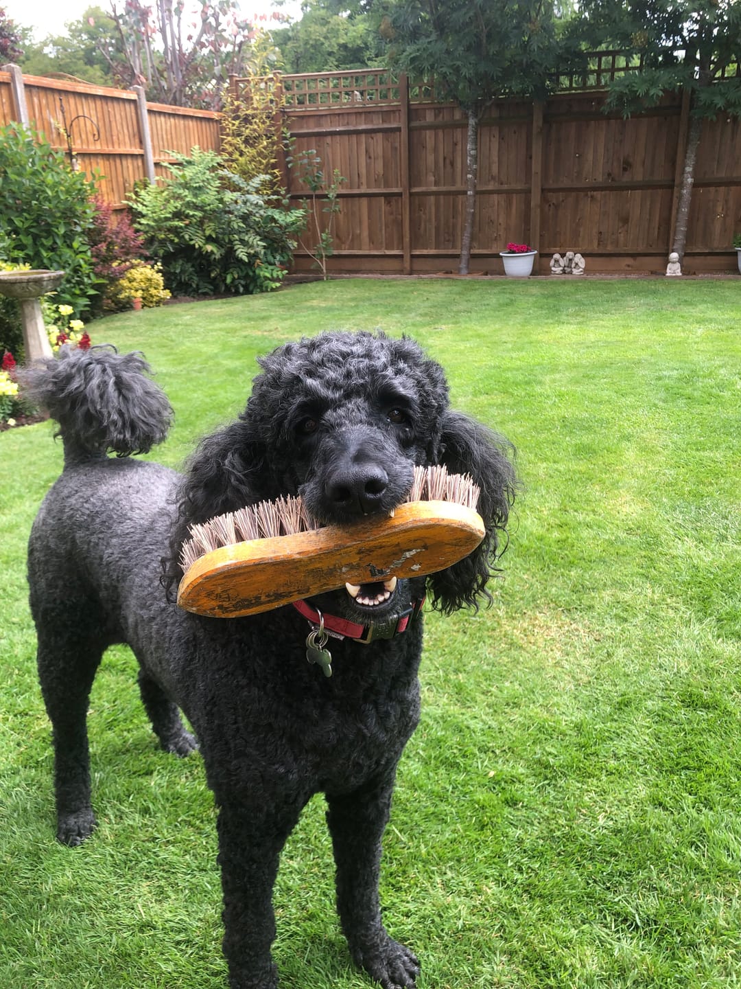 Customer photo review of English Duck Dry Food
