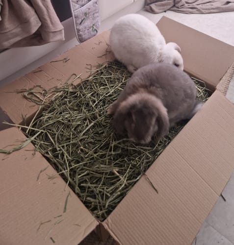 Customer photo review of Timothy Hay Box 'Blend'