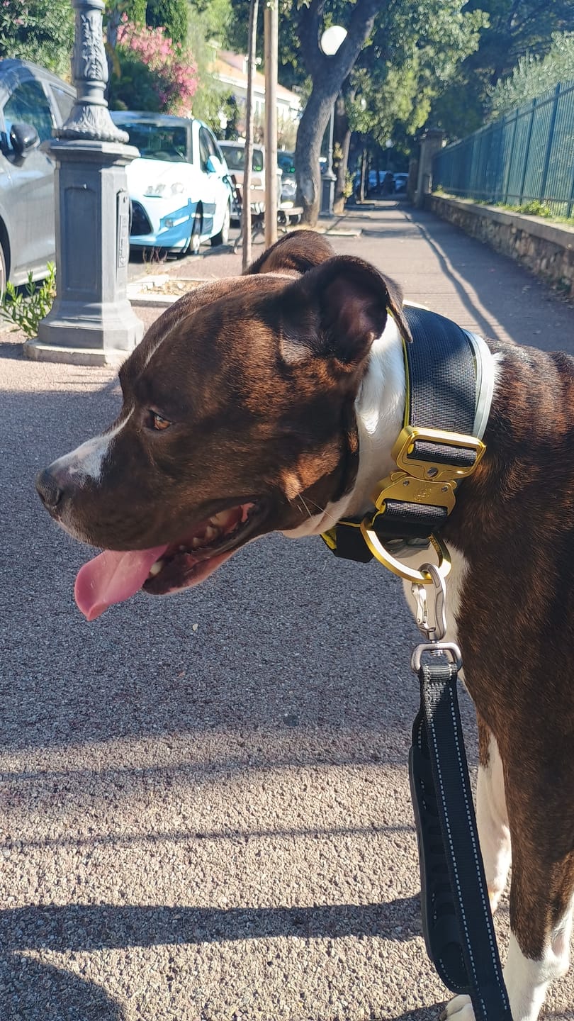 Customer photo review of 5cm LIGHTER Combat® Collar | With Handle Rated Clip - Black, Yellow & Gold